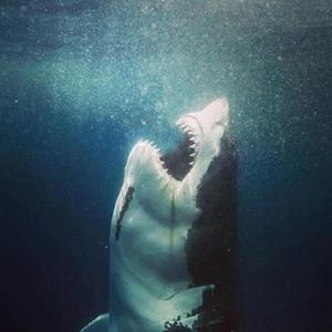 Meet your Posher, Cynthia